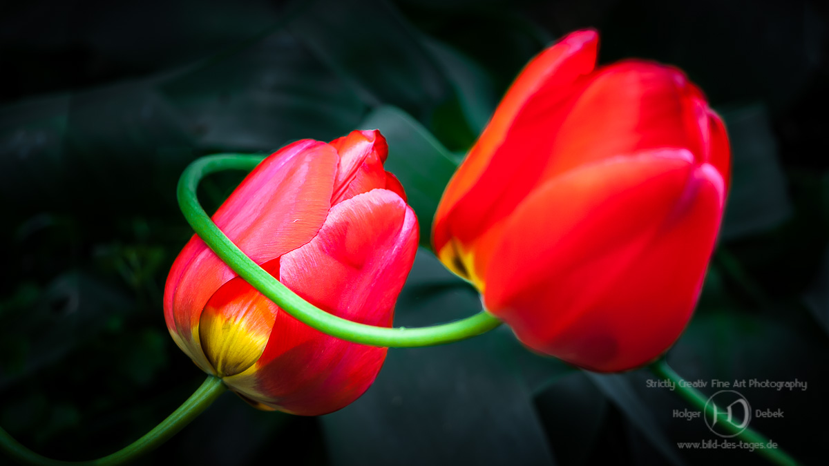 Floral color - Rote Tulpen