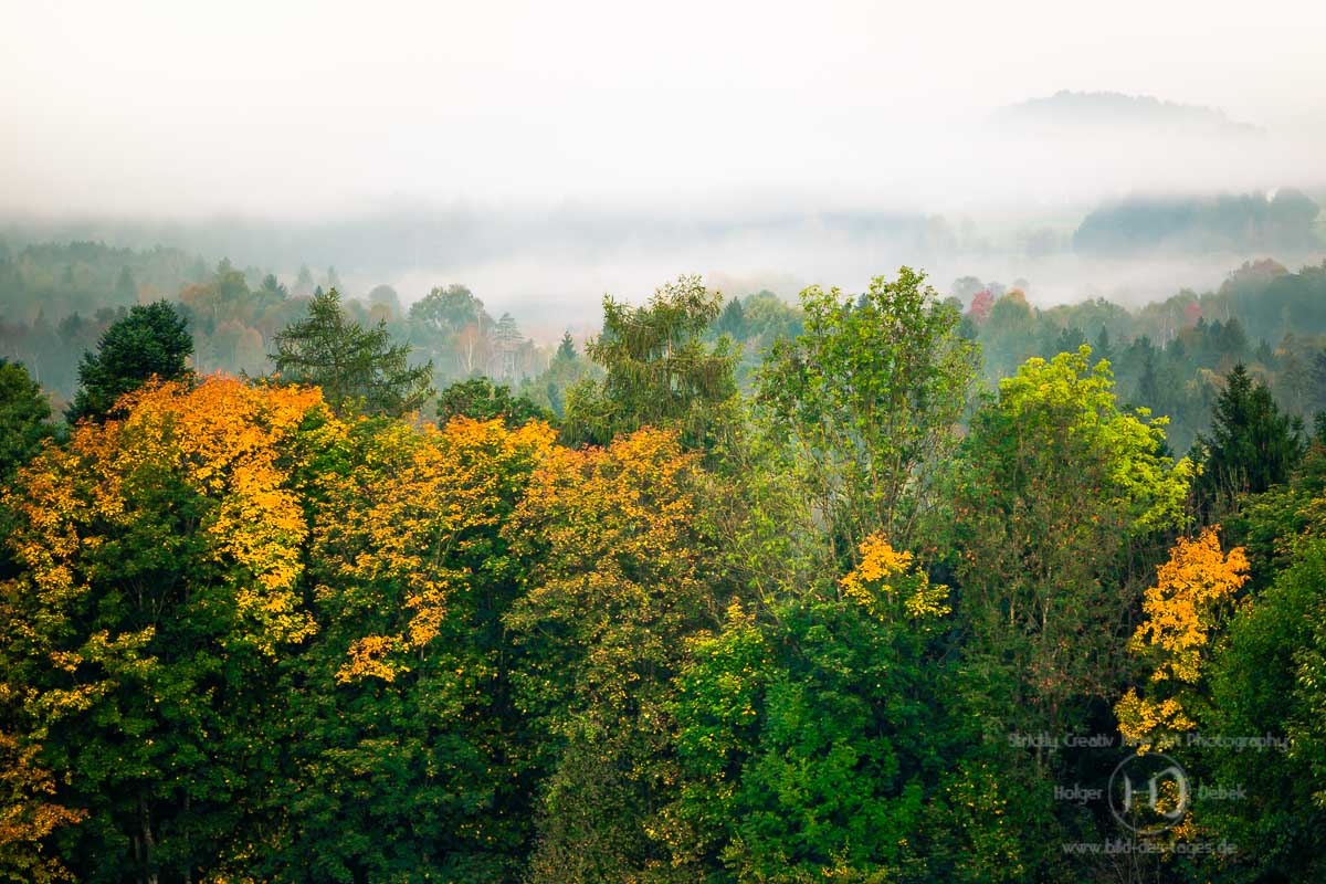 Landschaft - Nebel im Wald